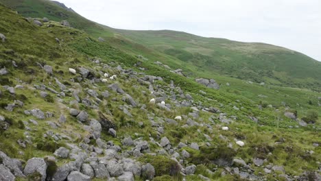 Aerial-view-of-the-mountain-sheep-grazing-during-a-cloudy-day