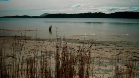 Slow-motion-wide-shot-of-lake-Kai-Iwi-in-New-Zealand-through-the-grass-on-the-lake-shore