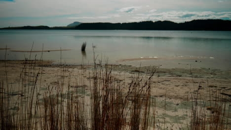 slow-motion wide shot of lake kai iwi in new zealand through the grass on the lake shore