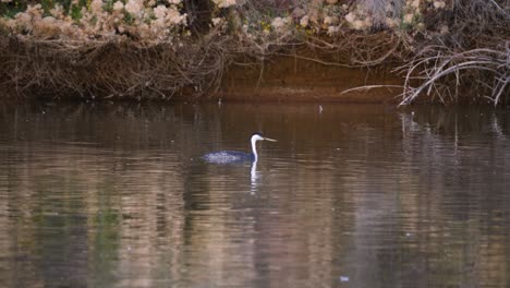 Tilt-up-towards-a-lonely-Western-Grebe-in-Arizona-water