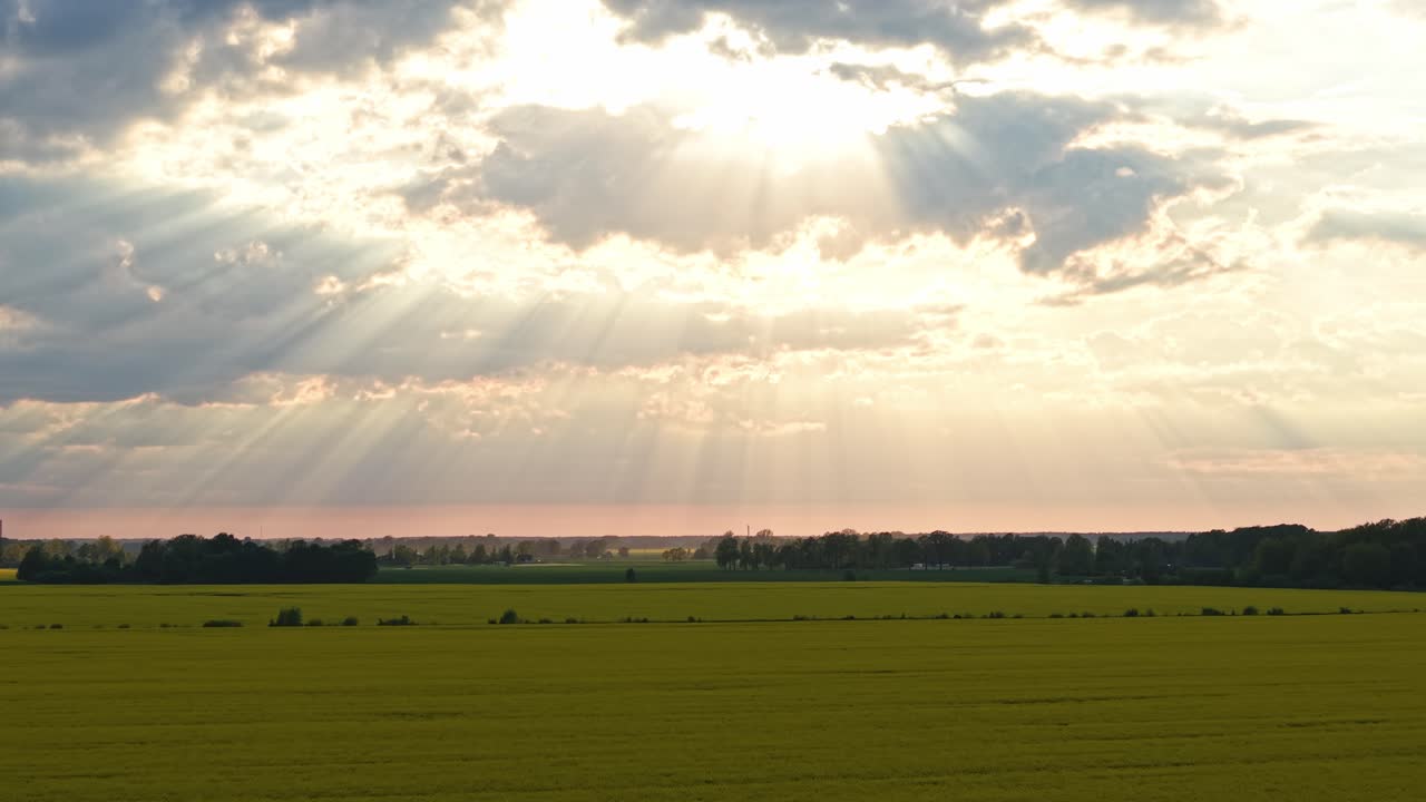 A golden rapeseed field stretches into the distance under a dramatic sky, where sun rays pierce through the clouds, creating beautiful crepuscular rays