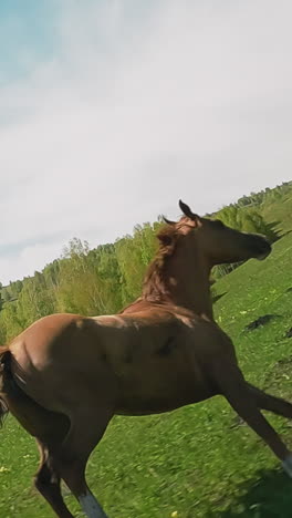 bay horse runs and plays with black friend on large green meadow. purebred equine creatures enjoy free roaming in wild preserved area slow motion low angle shot