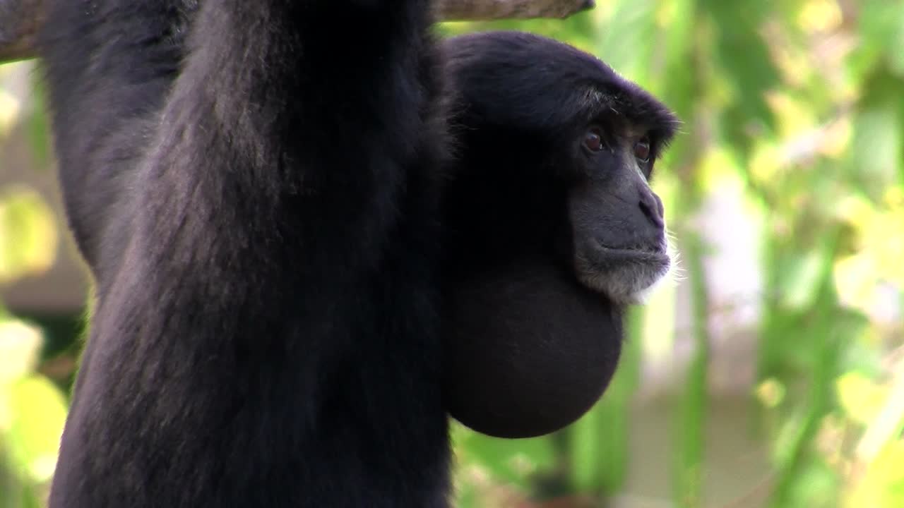 un gibón siamang de indonesia cuelga de un árbol 2