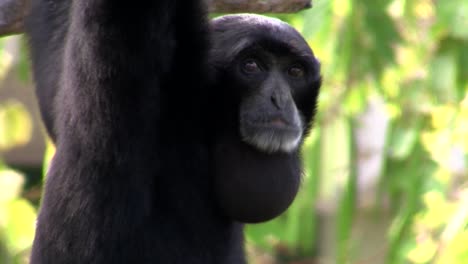 A-siamang-gibbon-from-Indonesia-hangs-in-a-tree-2