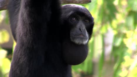 un gibón siamang de indonesia cuelga de un árbol 2