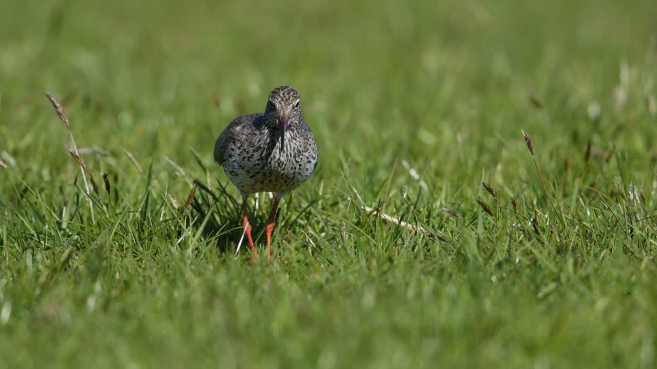 Redshank Bird in Grass Field