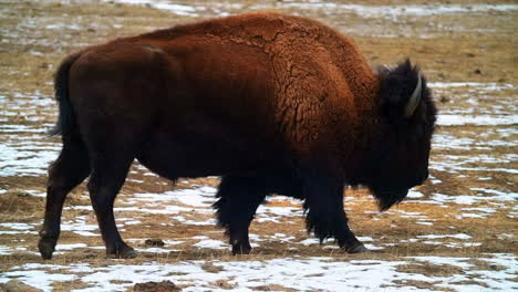 cinematográfico esmerilado yellowstone enorme búfalos salvajes parque caminando por pino reserva hojas perennes genesse colorado montañas rocosas respiración niebla congelación hielo frío otoño invierno tarde nieve seguir pan