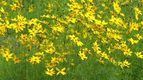 a field of whorled tickseed or golden gain blowing in the breeze on a summer day