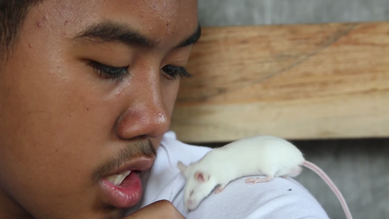asian male teen with light mustache spending quality time bonding and training his tame and friendly pet white rat