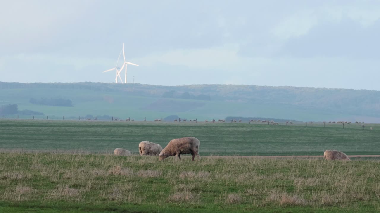 овцы пасутся в живописном, ветреном ландшафте