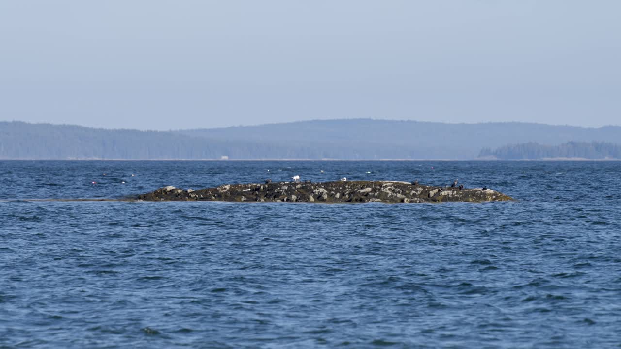 Seabirds Perched on a Remote Rocky Outcrop near Lamoine Beach, Maine