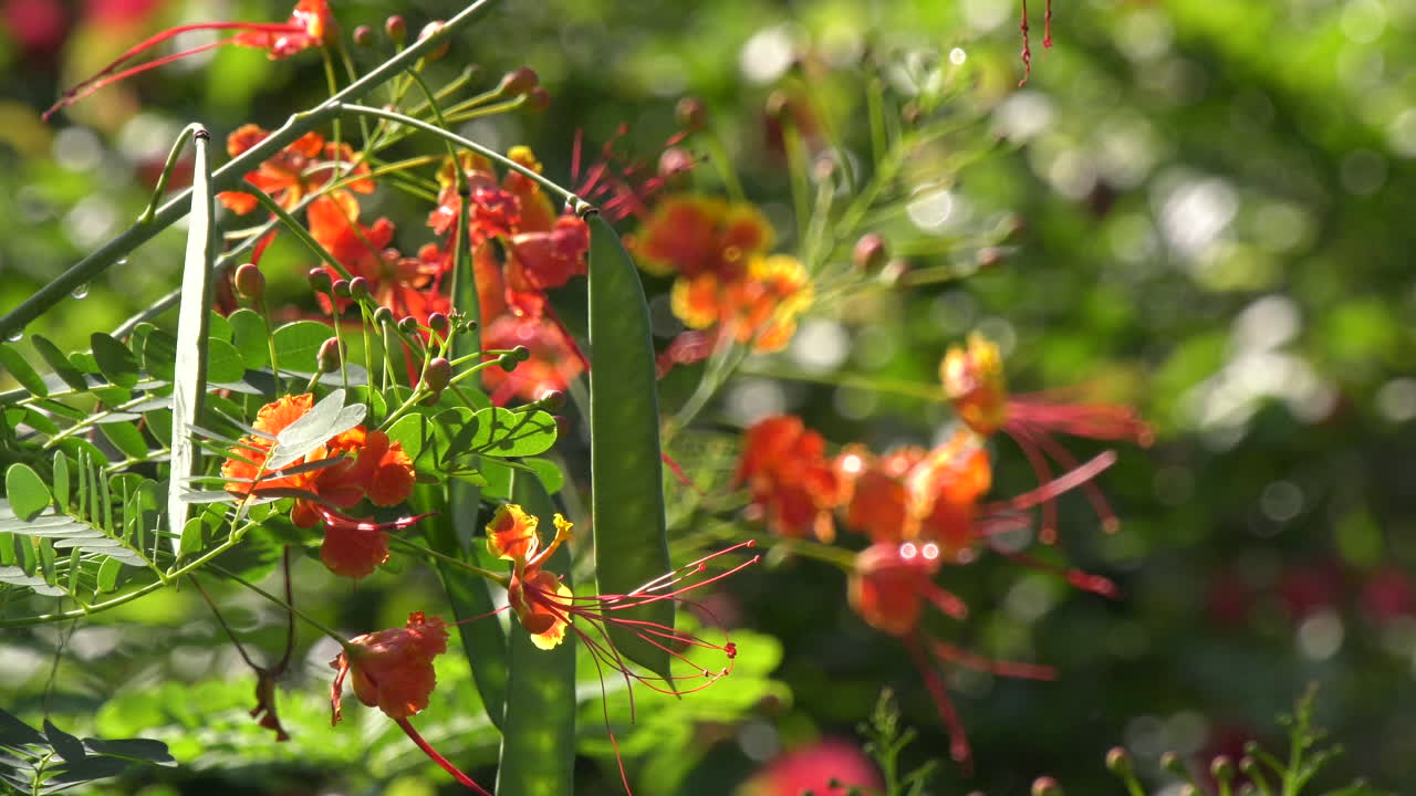 Slow motion shot of peacock flower moving in the wind at the Singapore Botanic Gardens