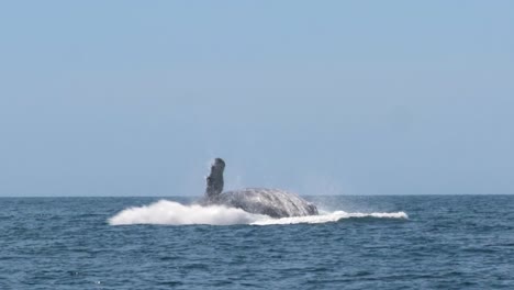 gigantic humpback whale thrills boat passengers with impressive breach and enormous splash