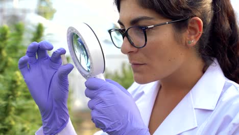 Female-scientist-examining-cannabis-plants-with-magnifier