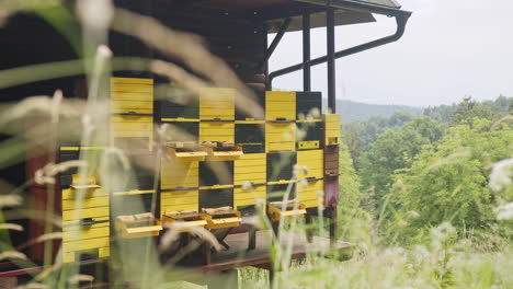 apiary near the wood, beehive boxes with flying bees, handheld shot