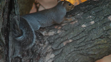 ardilla sentada en un árbol