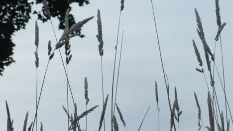 Bug-crawling-up-a-straw-at-dawn