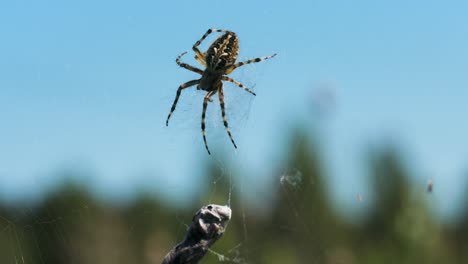 spider on its web