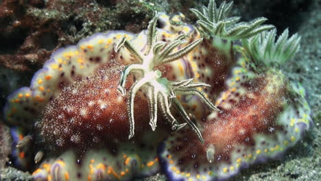 3 nudibranquios chromodoris collingwoodi acurrucados juntos en el fondo arenoso, primer plano