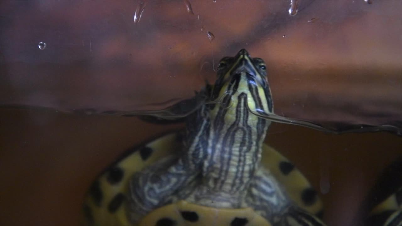 Close up and slow motion shot of two turtles swimming up to the glass of their tank to see me