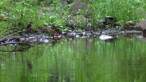 Azure-kingfisher-waiting-and-diving-in-the-water-for-prey-at-a-pond