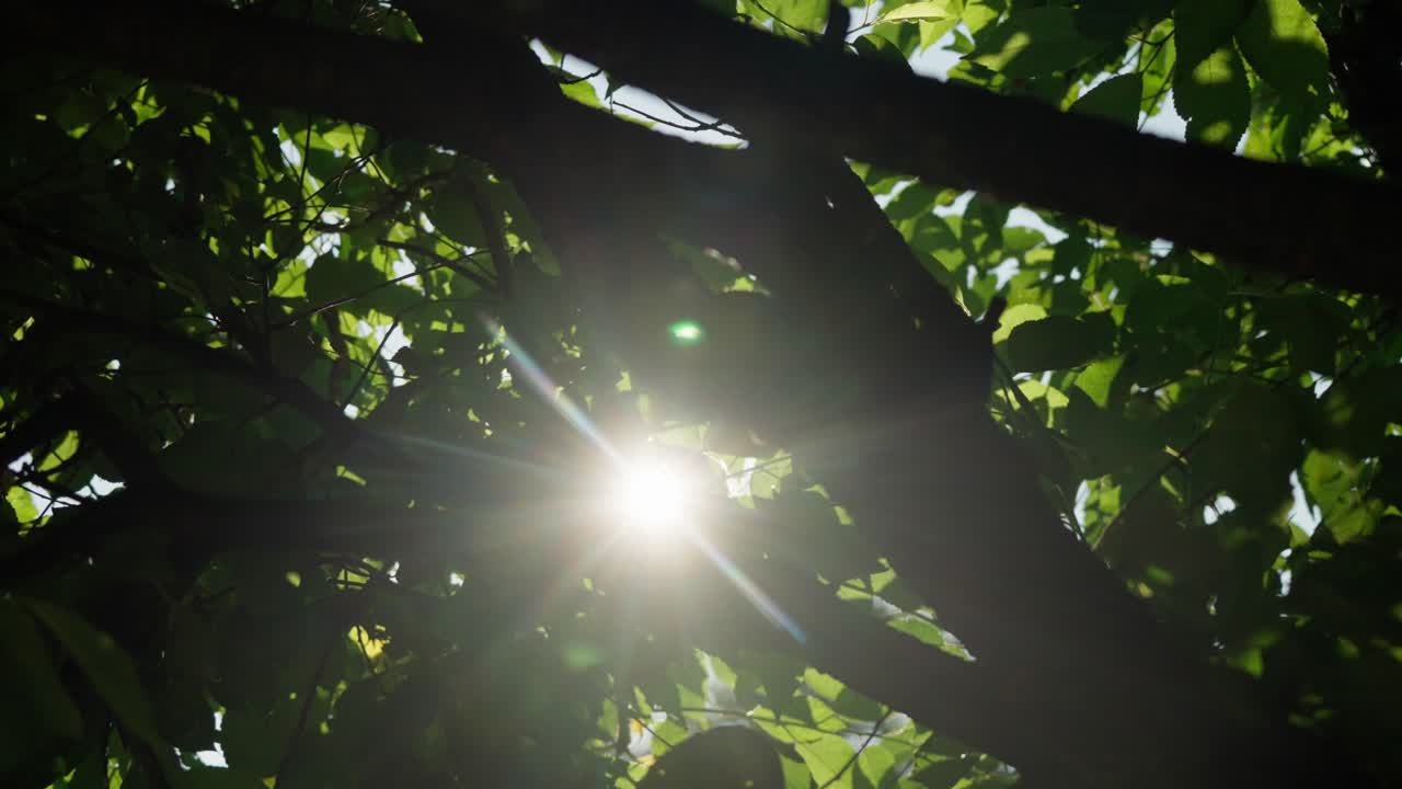 Raggi di sole luminosi che filtrano attraverso le dense foglie verdi degli alberi nel parco di Daugavpils. La luce del sole crea un effetto flare e bellissimi motivi naturali nella chioma della foresta durante un caldo pomeriggio estivo in Lettonia.