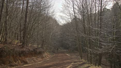 epic forest, trees, branches, leaves, roots, sun, clouds