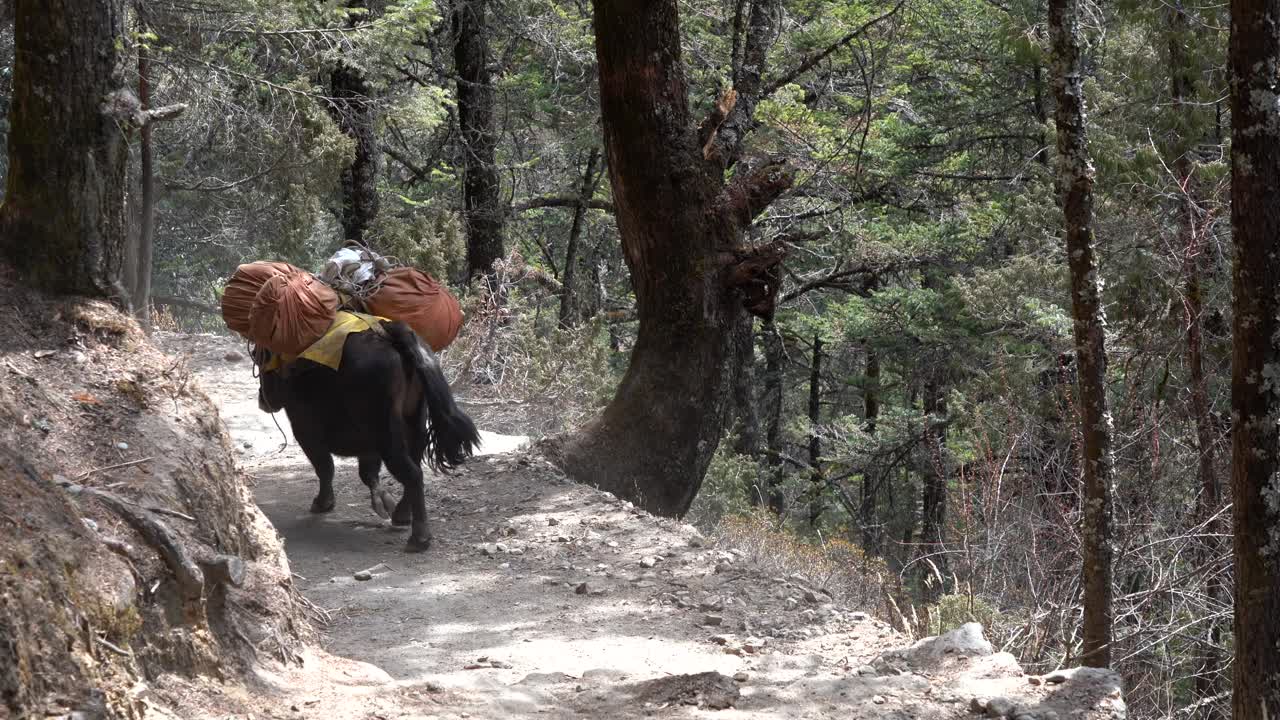 yak caminando por un sendero en las montañas del himalaya camino al campamento base del everest llevando una carga pesada