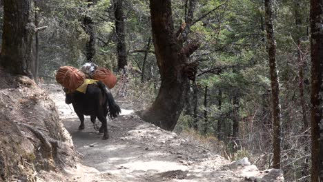yak caminando por un sendero en las montañas del himalaya camino al campamento base del everest llevando una carga pesada