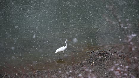 Japanese-Crane-in-Snow,-Walking-in-Slow-Motion