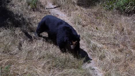 south american spectacled bear walking on hiking path in slow motion