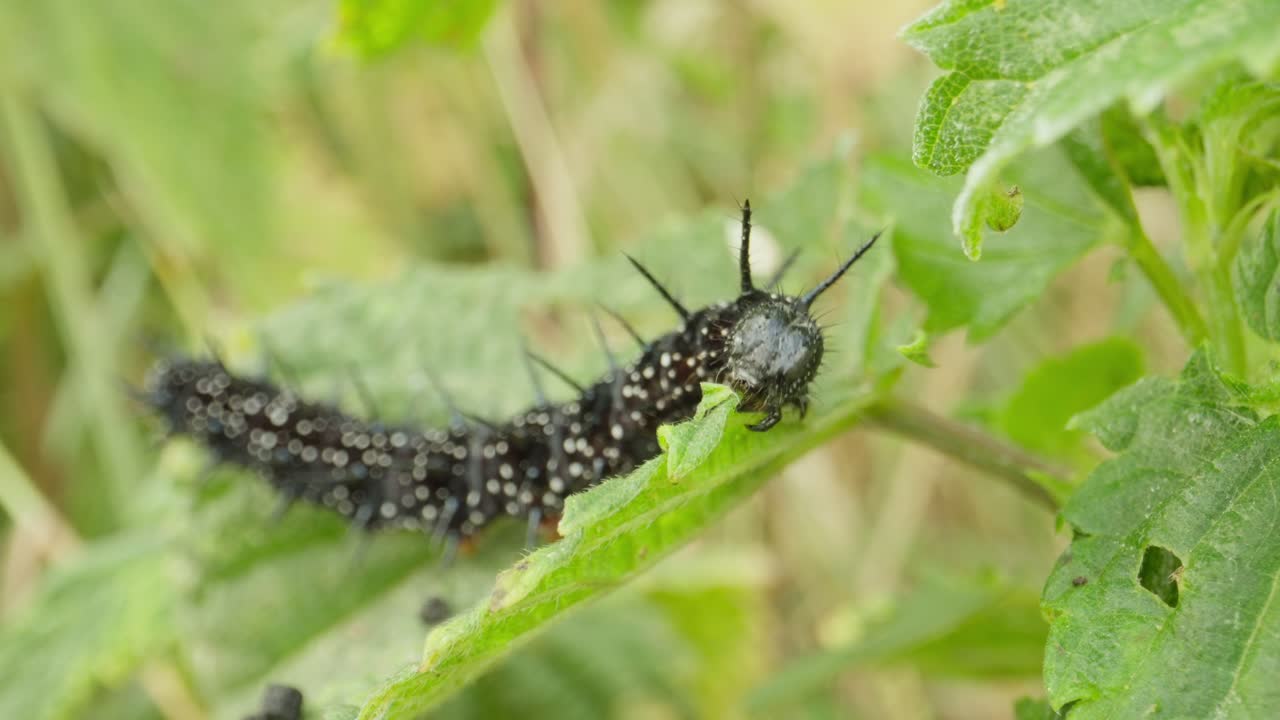 Peacock butterfly caterpillar crawling on plant establishing natural insect detailed life feeding and crawling