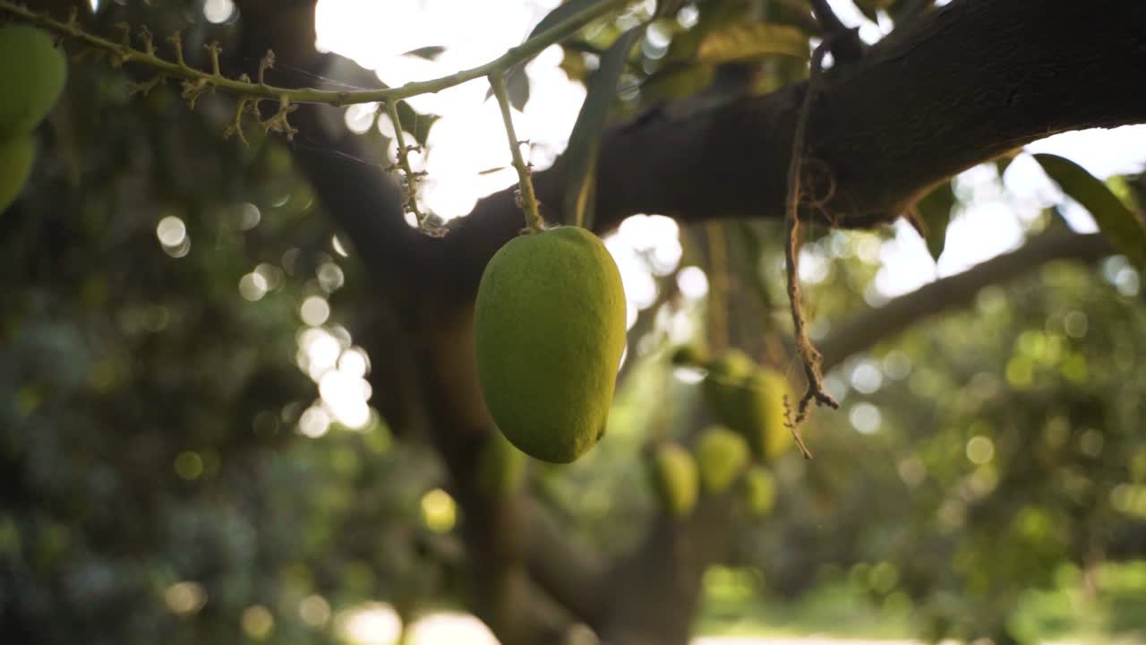 Riprese ravvicinate di diversi manghi verdi acerbi che pendono dai rami di un albero di mango, circondati da un fitto fogliame con la luce solare che filtra tra le foglie. L'illuminazione naturale