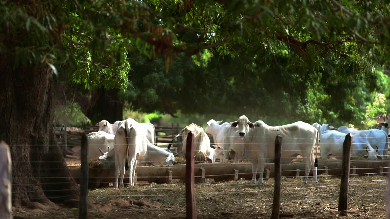 Mandria di mucche bianche al pascolo in una fattoria tra alberi verdi.