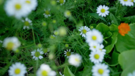 Toma-De-Establecimiento-De-Flores-De-Manzanilla-Que-Florecen-En-El-Suelo-Del-Bosque