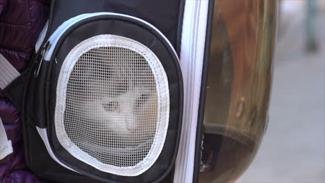 cat looking through the window of a transport backpack