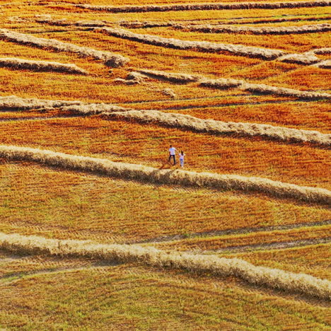 young man and a girl are holding hands walking along the field. lovers walk on the field after harvesting wheat. aerial top view.