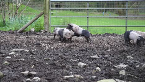 saddleback piglets playing in a muddy pig pen