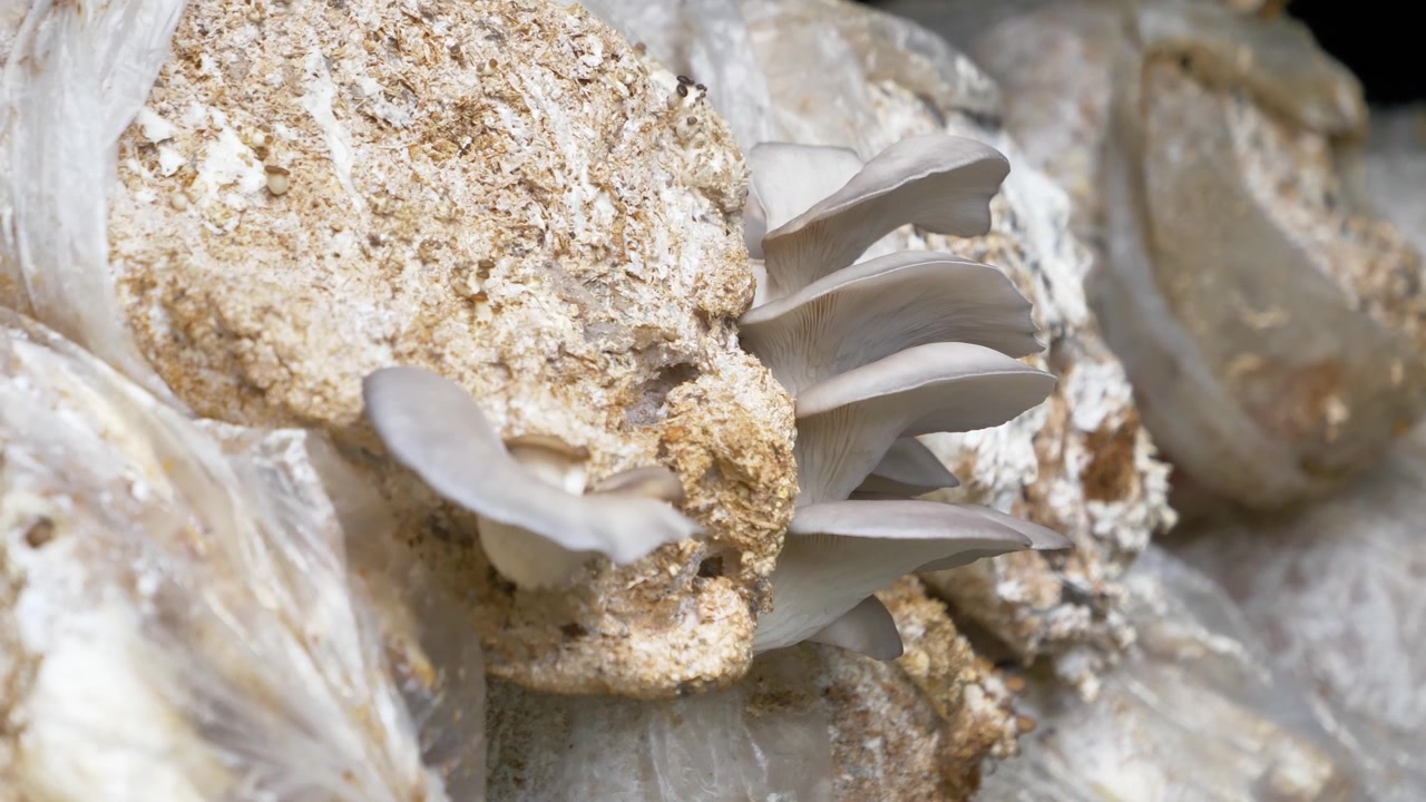 Primo piano che si avvicina lentamente a funghi ostrica blu che crescono da sacchi di substrato all'interno
