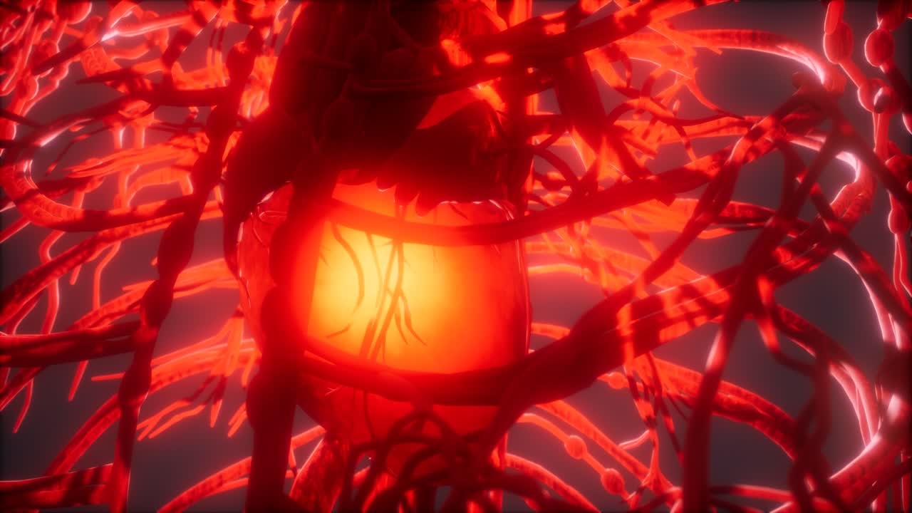 sistema de vasos sanguíneos y corazón