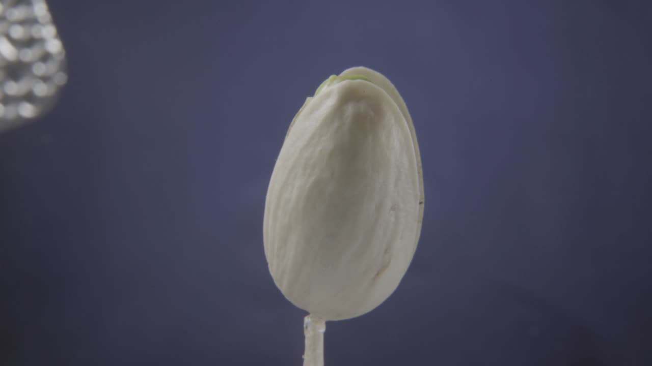 pistacho girando con bucle en la pantalla azul para la llave de croma