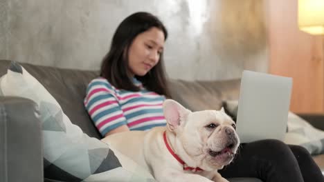 casual freelance asian cute woman working from home with her dog.