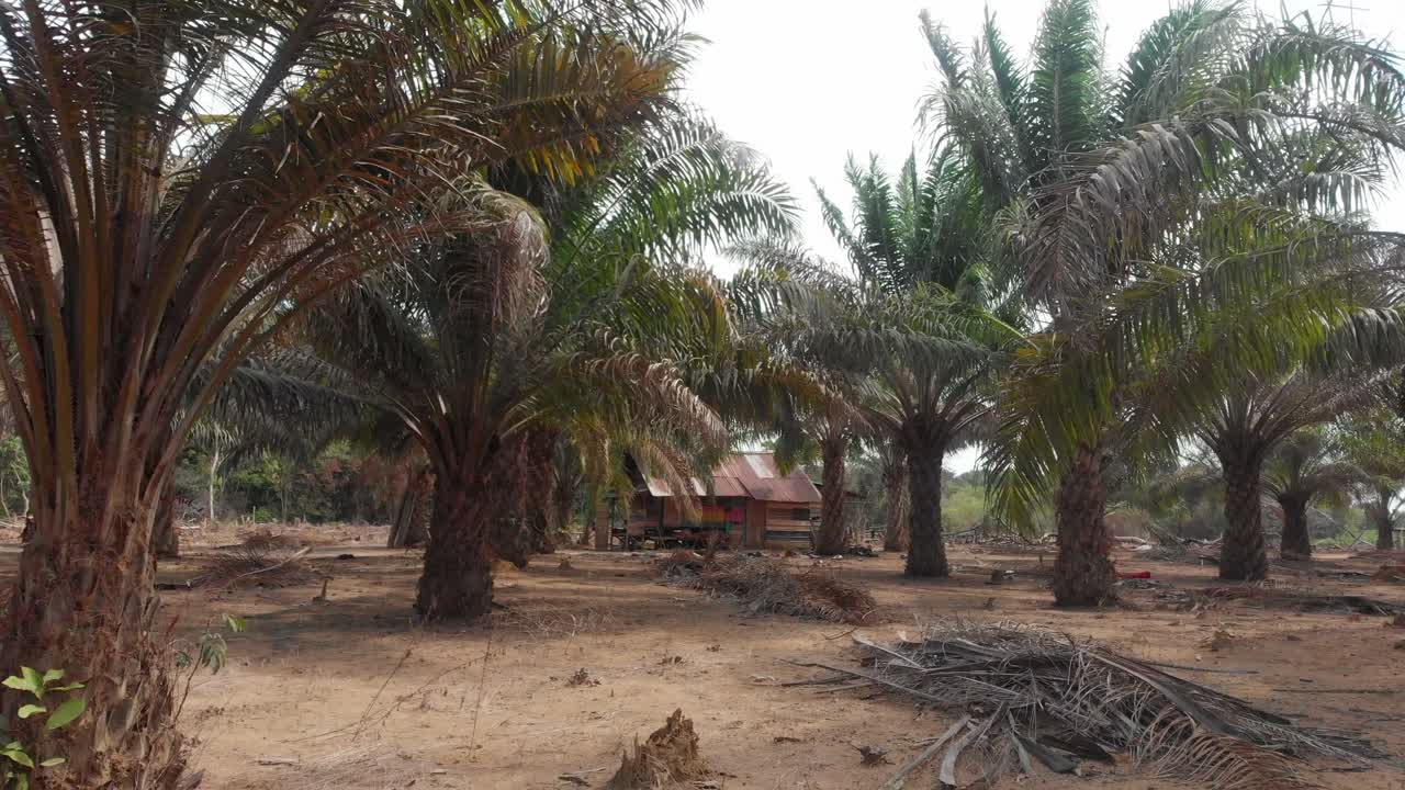Inquadratura panoramica laterale di una piantagione di palma da olio a Belitung, Indonesia