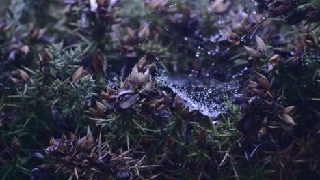telaraña sobre flores secas de tojo mojadas con rocío en el prado - cerrar