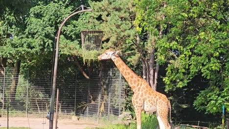 Majestuosas-Jirafas-Masai-Salvajes-Siendo-Alimentadas-En-El-Zoológico-De-Dortmund