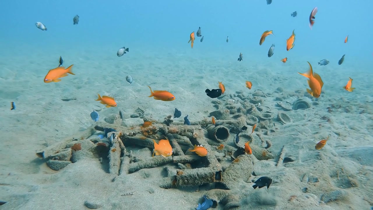 Barriera corallina artificiale sul fondale sabbioso dell'oceano a Marsa Alam. Piccoli pesci tropicali colorati che nuotano in acque blu limpide del Mar Rosso egiziano