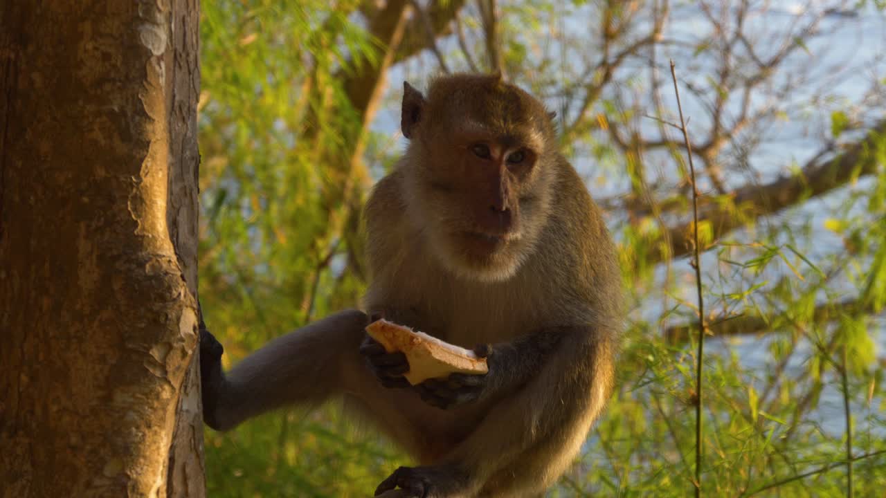 Crab-eating Macaque Eating Fruit Over Tree Branches In Ao Nang Area Of Krabi, Thailand. Static Shot
