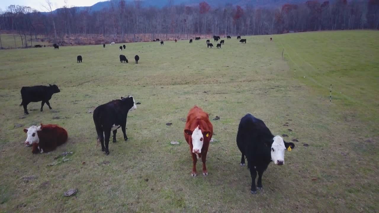 Mucche in un campo