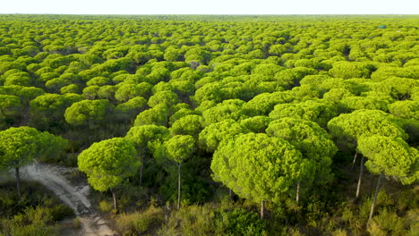 cinematic drone shot of idyllic canopy pine tree treetops lighting by sunlight - parasol plantation in spain,europe