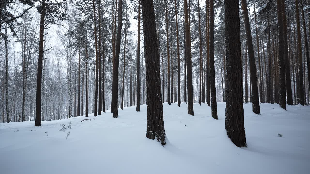 Snowy Pine Forest